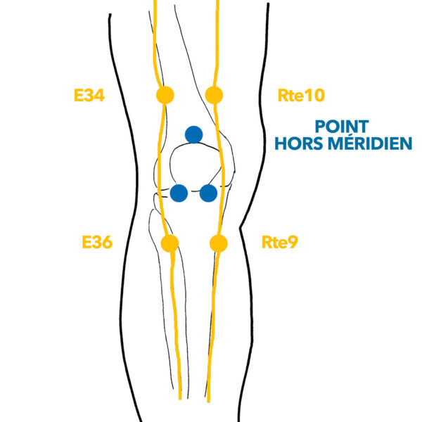 14 ARTICULATION GENOU 1407