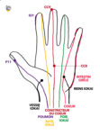 Articulations des membres supérieurs