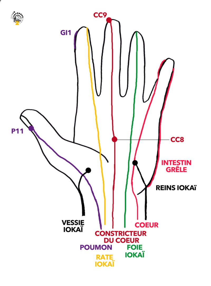 Articulations des membres supérieurs