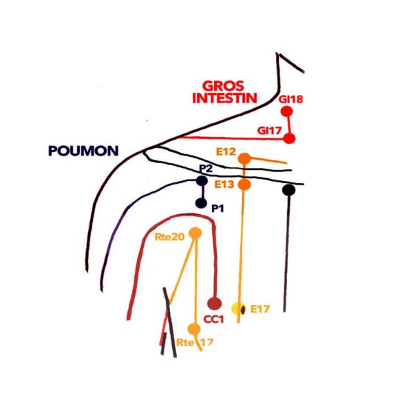 18-ABDOMEN-+-TRONC-22-mai-2-copie2