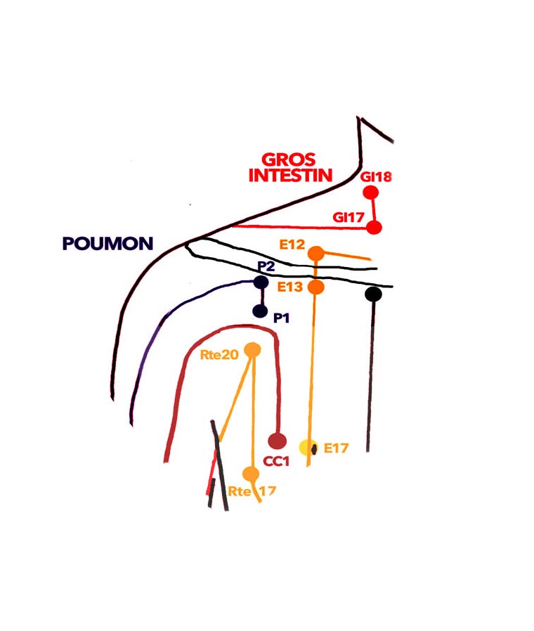 Méridiens du Poumon et Gros intestin