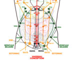 Tissus enveloppant les organes - respiration