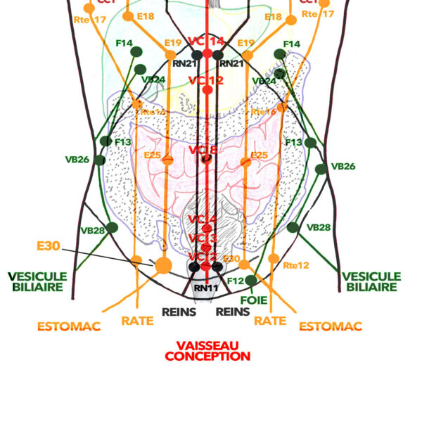 18_2 ABDOMEN + TRONC 22 mai 2 copie_1