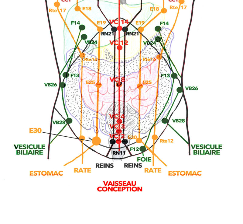 Tissus enveloppant les organes - respiration