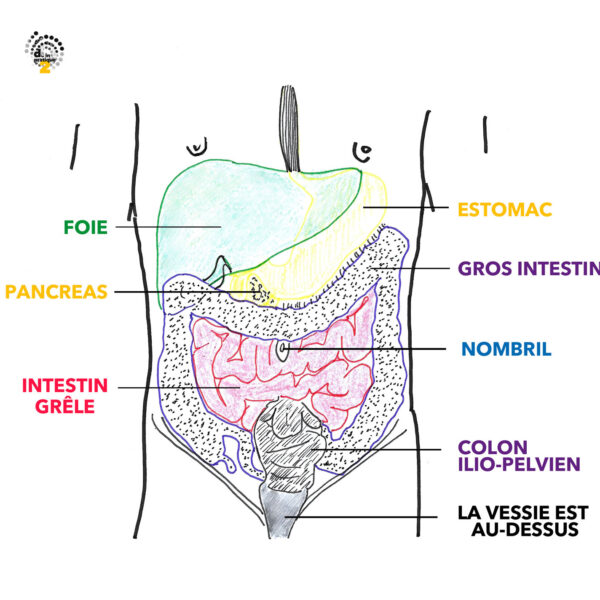 22 ABDOMEN VISCERES 21 mai