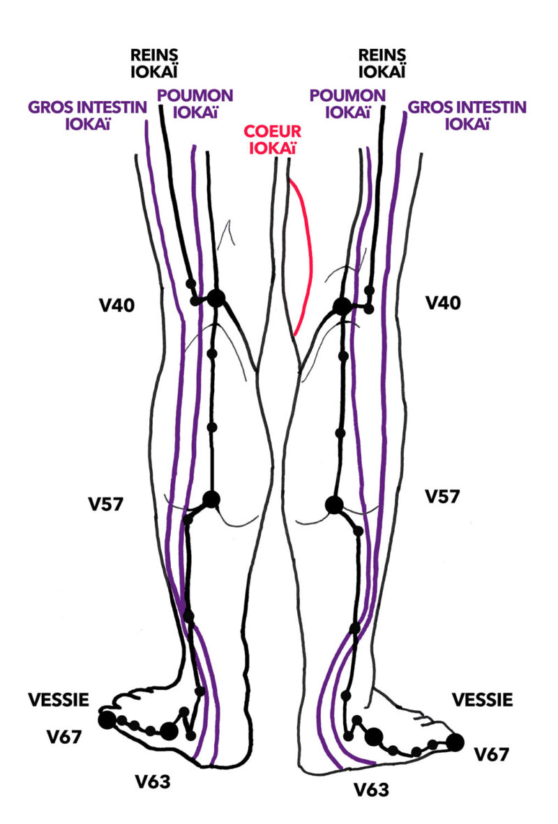 Méridiens des Reins et de la Vessie