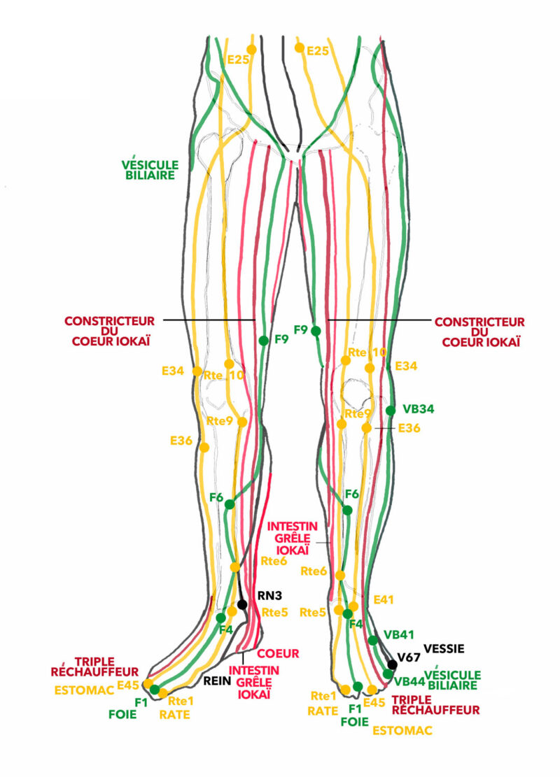 Articulations, circulations et méridiens